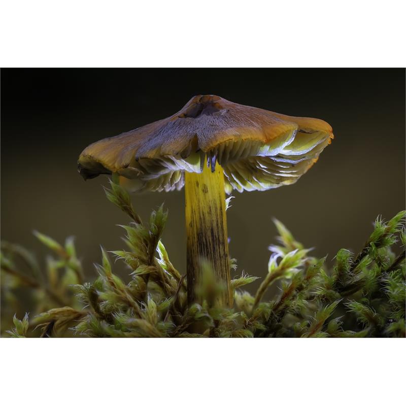 Canon Introduction to Macro Photography Thumbnail Image 2