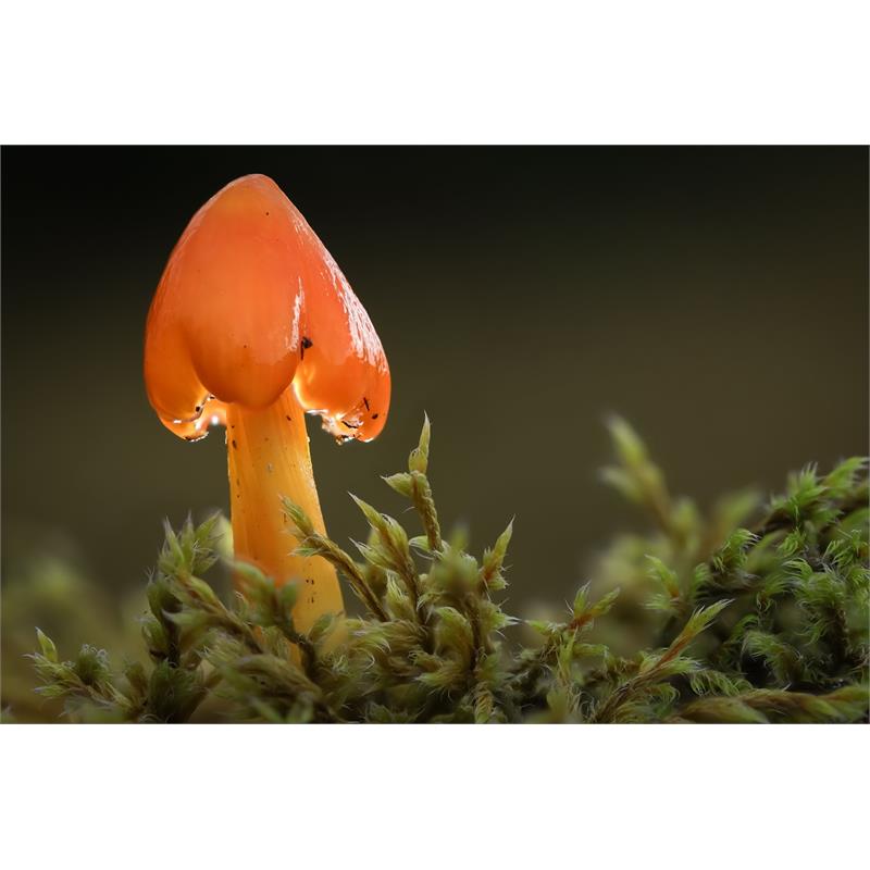 Canon Advance Macro Photography Thumbnail Image 4