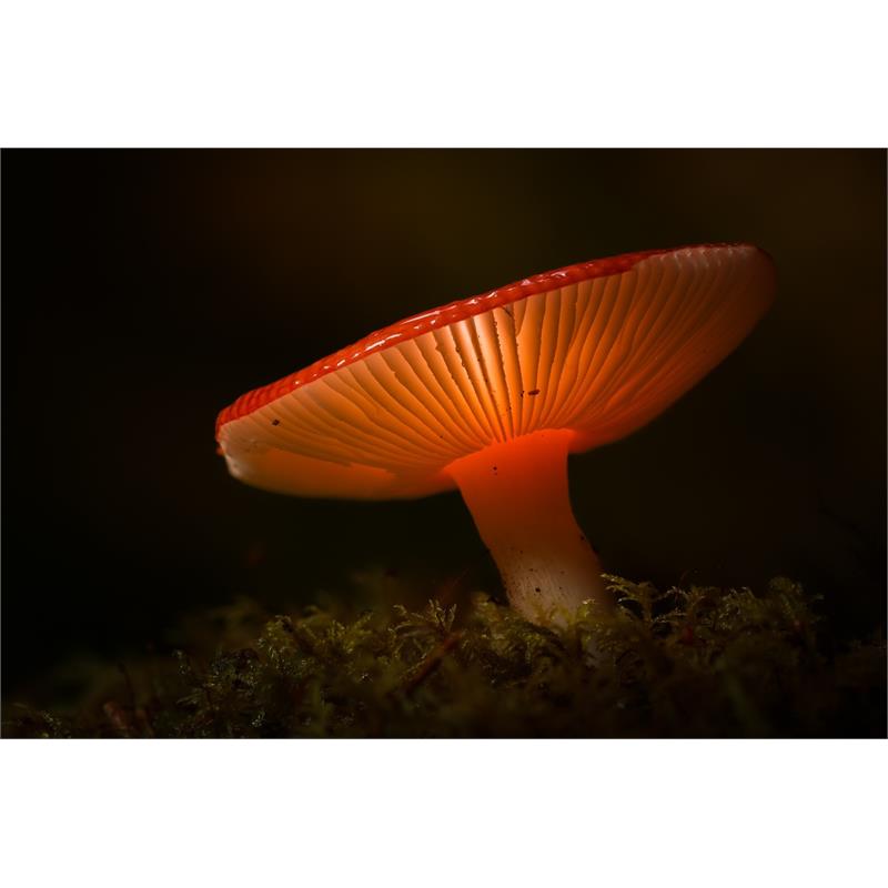Canon Advance Macro Photography Thumbnail Image 5