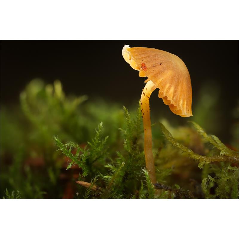 Canon Advance Macro Photography Thumbnail Image 4
