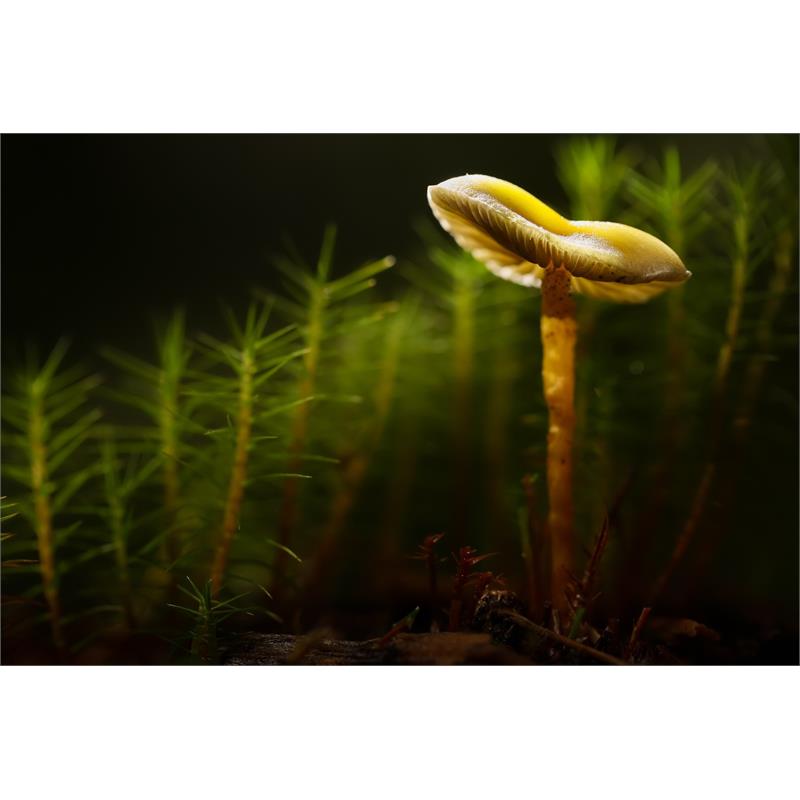 Canon Advance Macro Photography Thumbnail Image 6